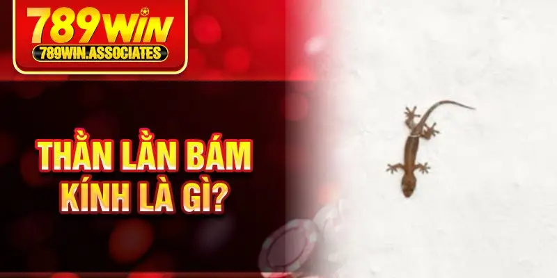 Thằn lằn bám kính là gì?