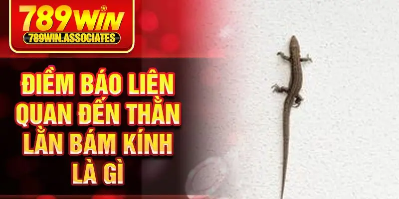 Điềm báo liên quan đến thằn lằn bám kính là gì